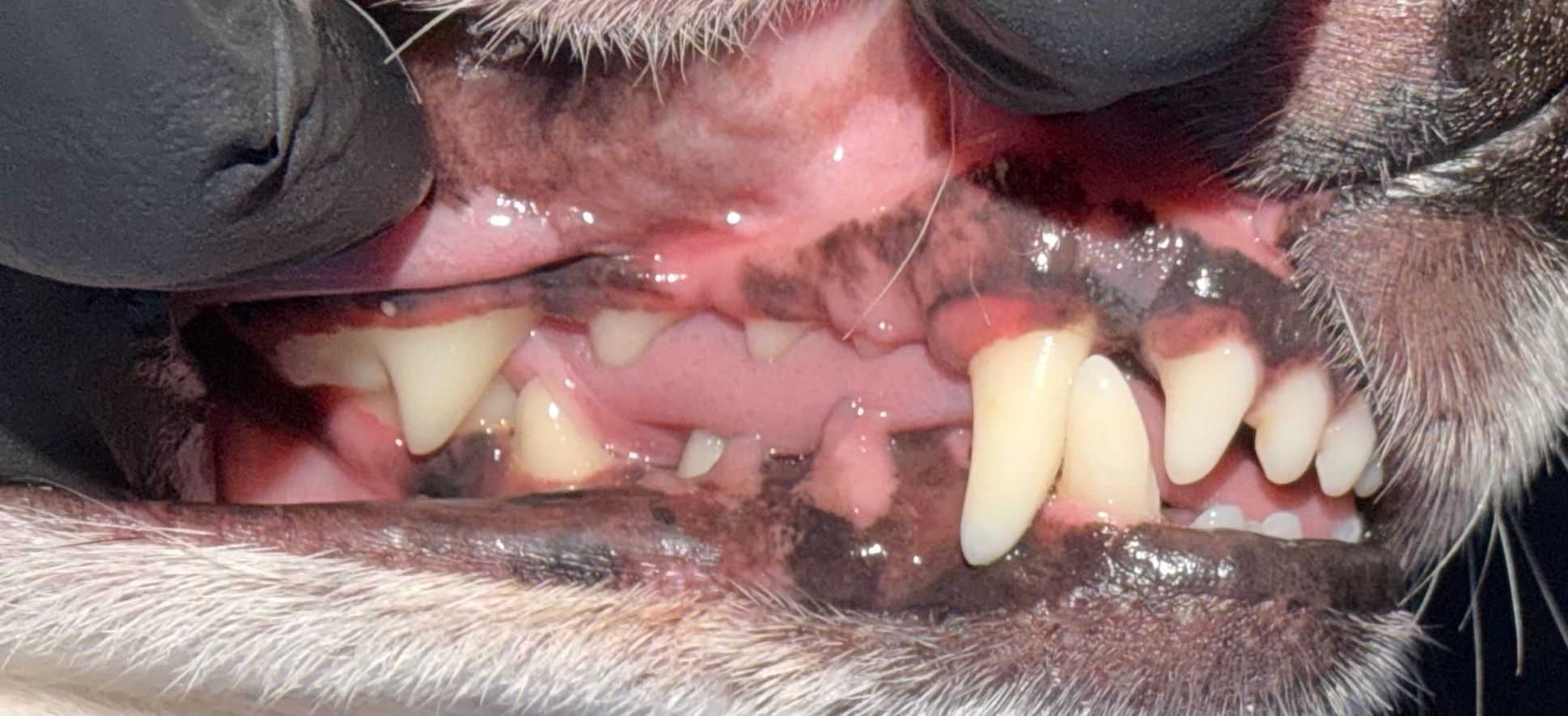 After Dental Cleaning